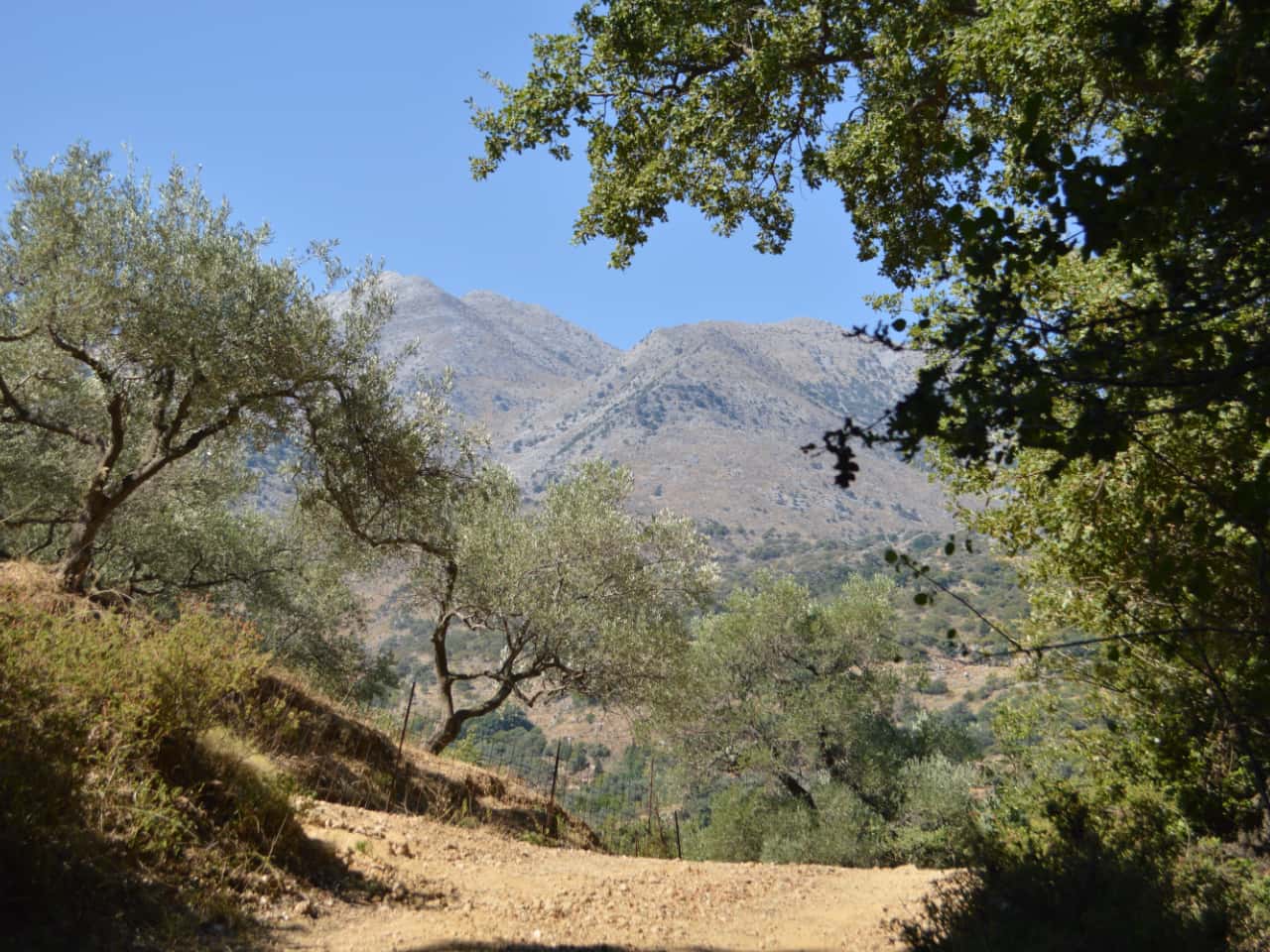 Half-Day Hiking Tour Kournas Village & Azilakas Path, hiking trekking crete activities, oak forest azilakas hiking, best activities chania crete, kournas lake village hiking tour, azilakas forest path crete, best hiking tours chania