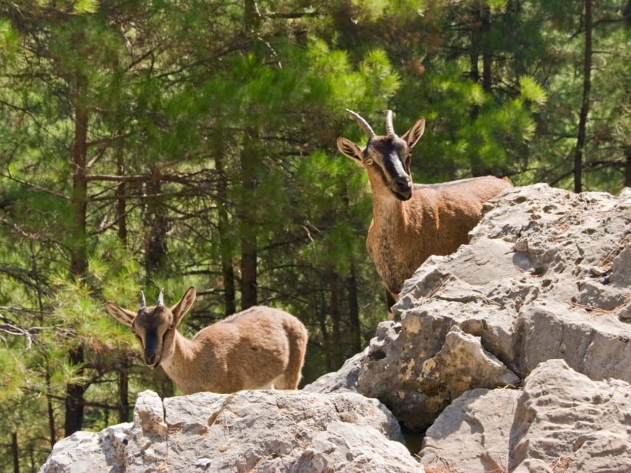 Semi-Private Tour to the White Mountains & Samaria Gorge from Above, jeep safari samaria gorge, jeep safari samaria gorge, white mountains lefka ori tour, best safari tour chania, crete activities, what to do chania, activities in Chania crete