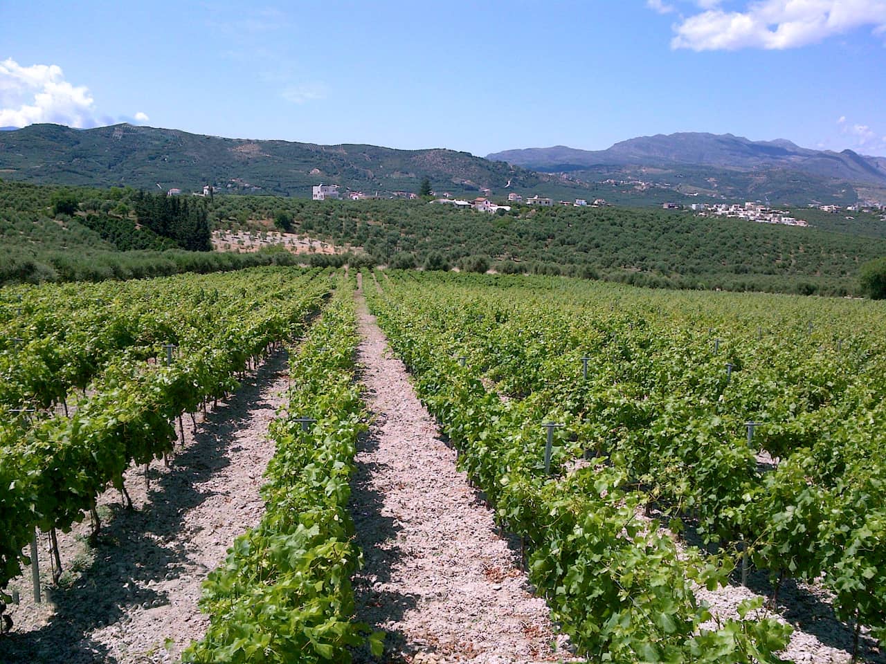 karavitakis winery, wine organic crete, oiive oil tasting, activities crete, private tours crete, crete travel 