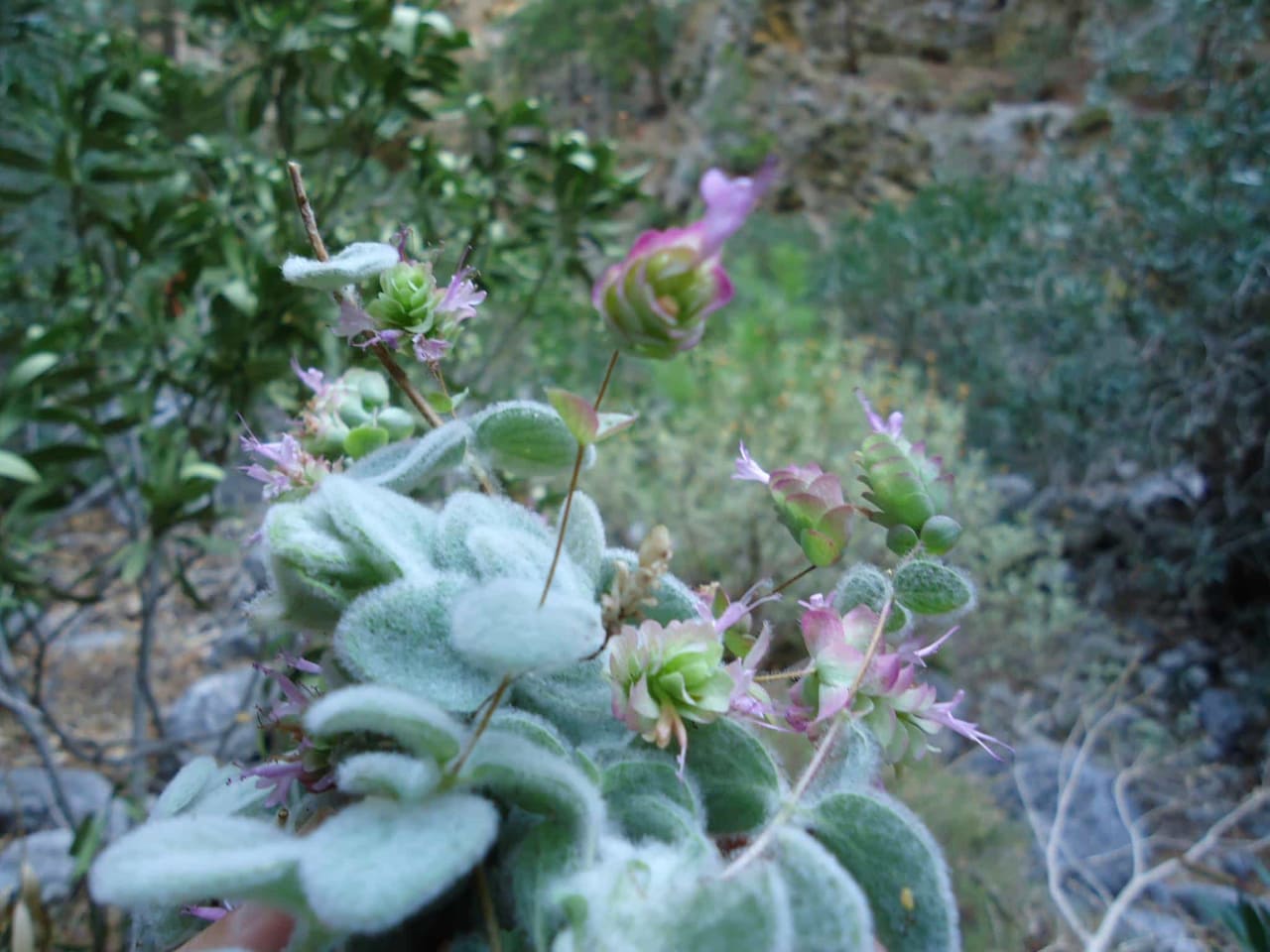 Discovering The Organic Herbs & Flavors Of Crete At Omalos Plateau Of Crete, organic herbs workshop chania crete, organic tea workshop chania crete, best activities chania crete, bio herbs workshop crete, visit an organic farm chania crete