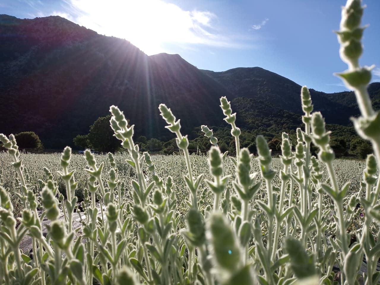 Discovering The Organic Herbs & Flavors Of Crete At Omalos Plateau Of Crete, organic herbs workshop chania crete, organic tea workshop chania crete, best activities chania crete, bio herbs workshop crete, visit an organic farm chania crete