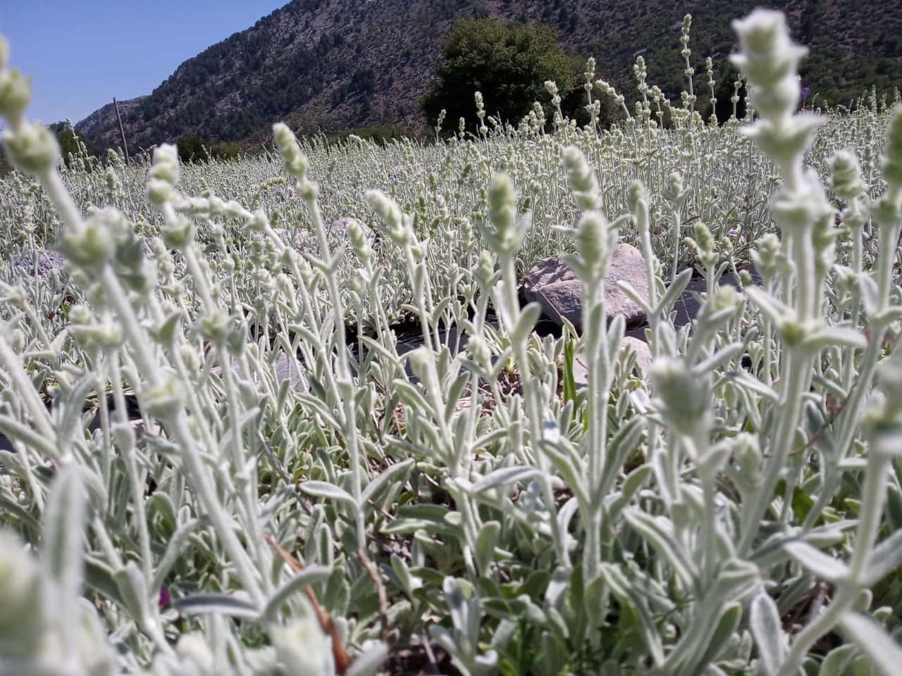 Discovering The Organic Herbs & Flavors Of Crete At Omalos Plateau Of Crete, organic herbs workshop chania crete, organic tea workshop chania crete, best activities chania crete, bio herbs workshop crete, visit an organic farm chania crete