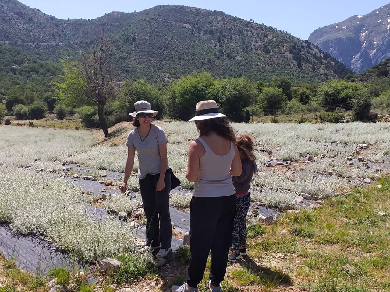 Discovering The Organic Herbs & Flavors Of Crete At Omalos Plateau Of Crete, organic herbs workshop chania crete, organic tea workshop chania crete, best activities chania crete, bio herbs workshop crete, visit an organic farm chania crete