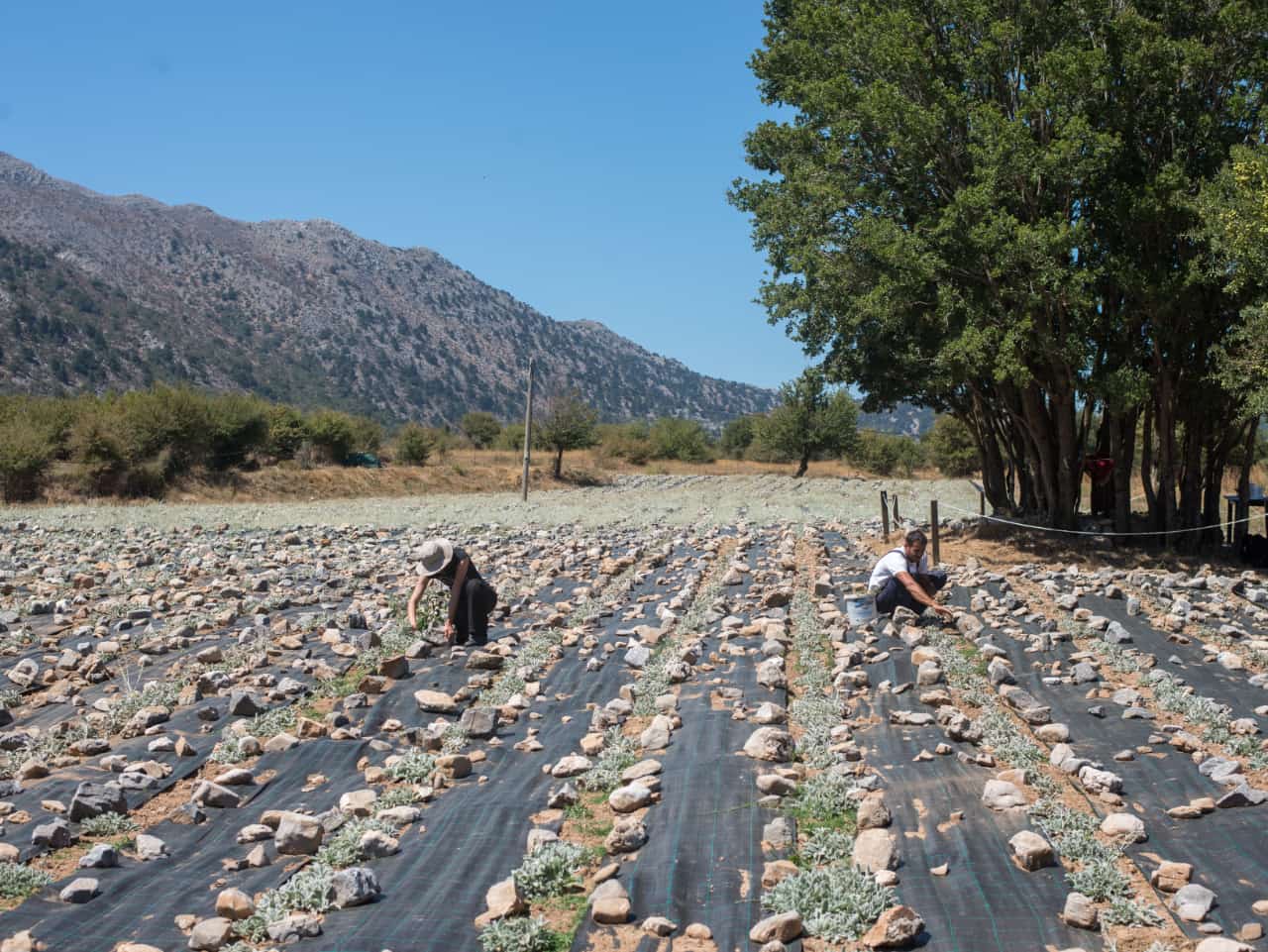 Discovering The Organic Herbs & Flavors Of Crete At Omalos Plateau Of Crete, organic herbs workshop chania crete, organic tea workshop chania crete, best activities chania crete, bio herbs workshop crete, visit an organic farm chania crete