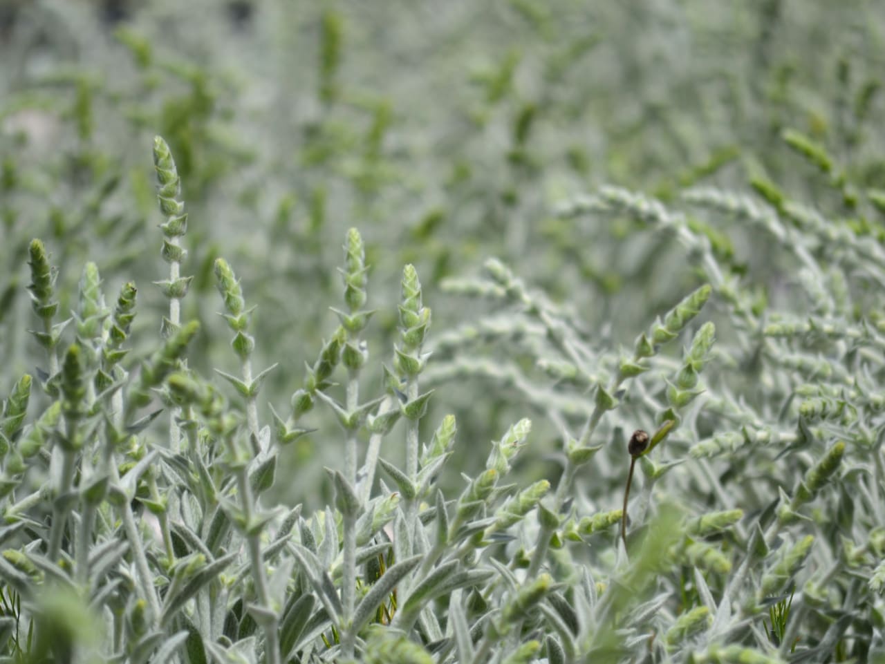 Discovering The Organic Herbs & Flavors Of Crete At Omalos Plateau Of Crete, organic herbs workshop chania crete, organic tea workshop chania crete, best activities chania crete, bio herbs workshop crete, visit an organic farm chania crete