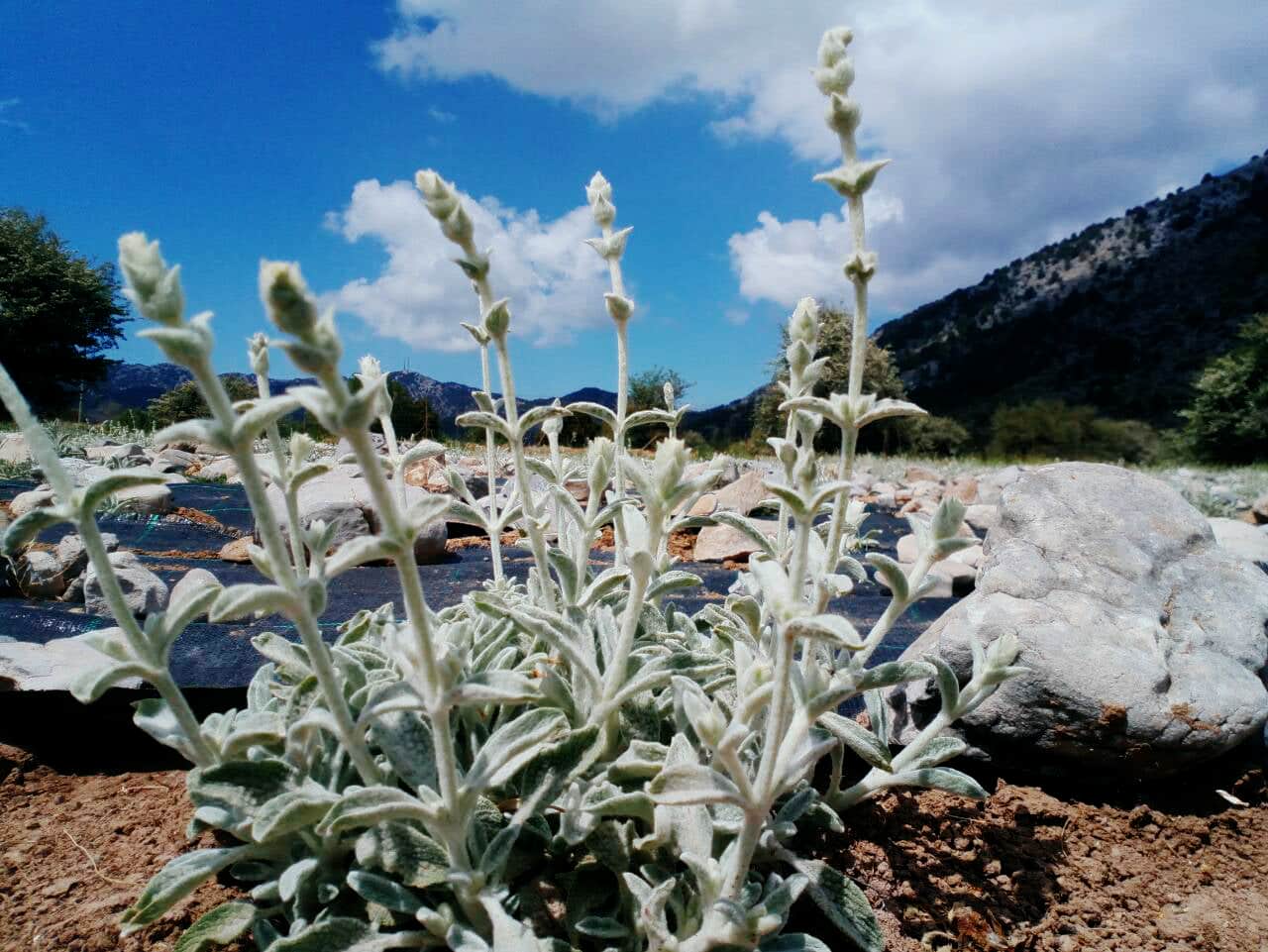 Discovering The Organic Herbs & Flavors Of Crete At Omalos Plateau Of Crete, organic herbs workshop chania crete, organic tea workshop chania crete, best activities chania crete, bio herbs workshop crete, visit an organic farm chania crete