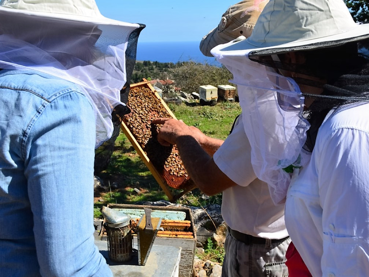 A Local Apiary & Bee-garden Visit, honey making workshop crete, chania honey bee garden visit, chania local apriary honey, learning cretan honey, explore cretan honey, taste cretan thymian honey chania, apiculture of Greece, honey making workshop