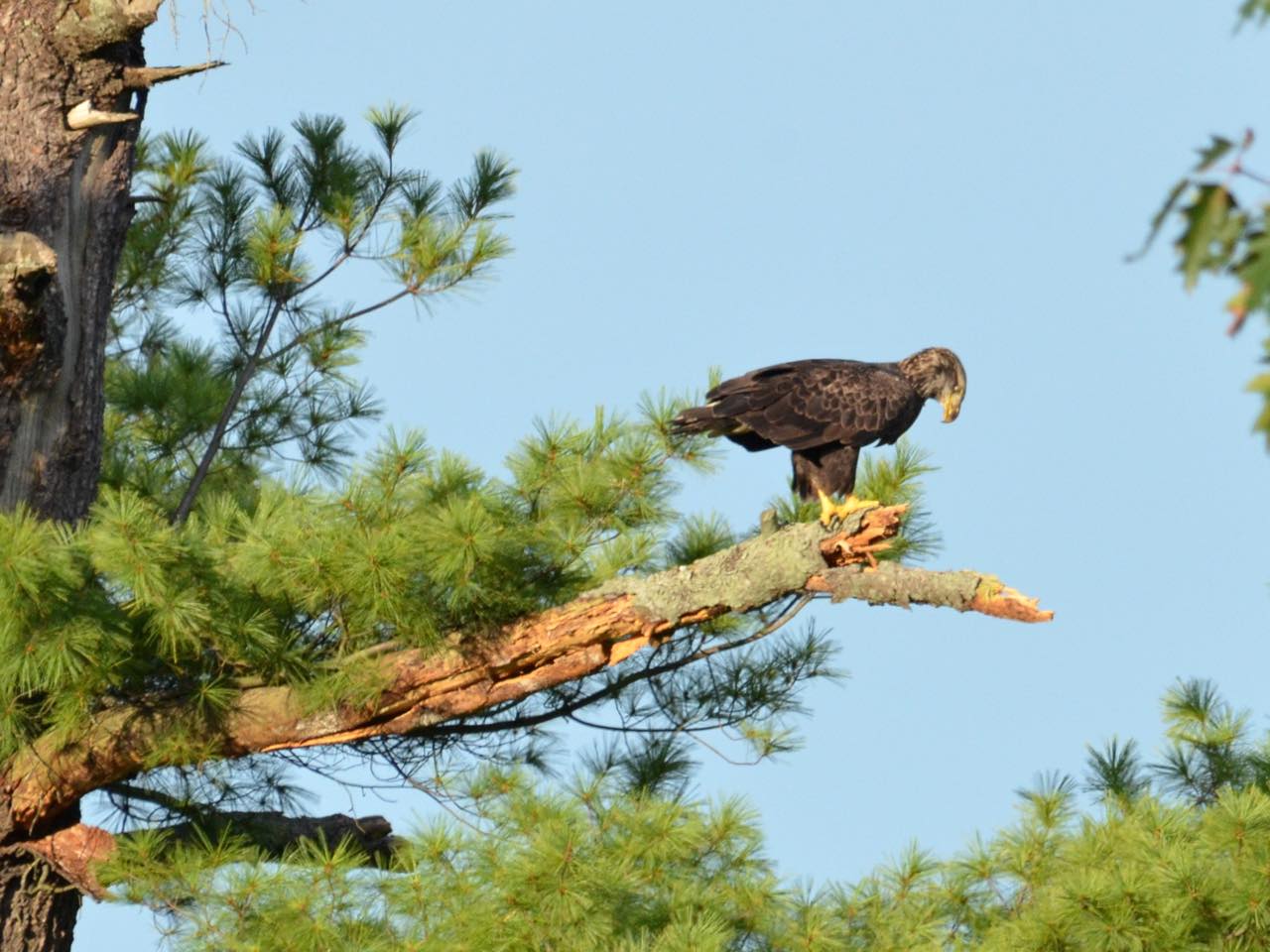 Bird watching holidays crete, bird wathcing chania crete, bird wathcing heraklion crete, bird wathcing rethymno crete, bird wathcing lasithi crete, bird wathcing lake kournas crete, bird wathcing georgioupolis crete, moni preveli birdwatching, faneromeni lake