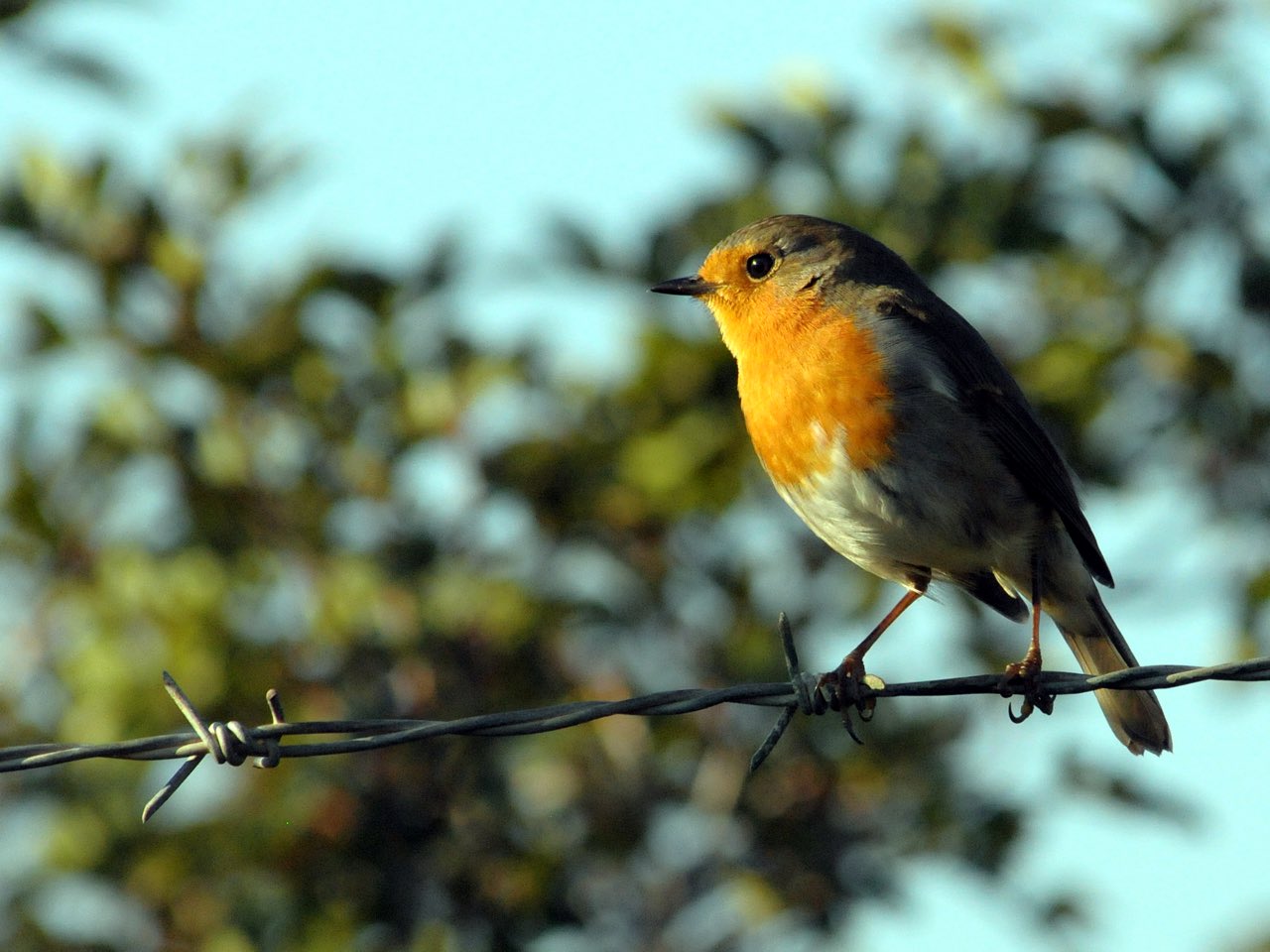 Bird watching holidays crete, bird wathcing chania crete, bird wathcing heraklion crete, bird wathcing rethymno crete, bird wathcing lasithi crete, bird wathcing lake kournas crete, bird wathcing georgioupolis crete, moni preveli birdwatching, faneromeni lake