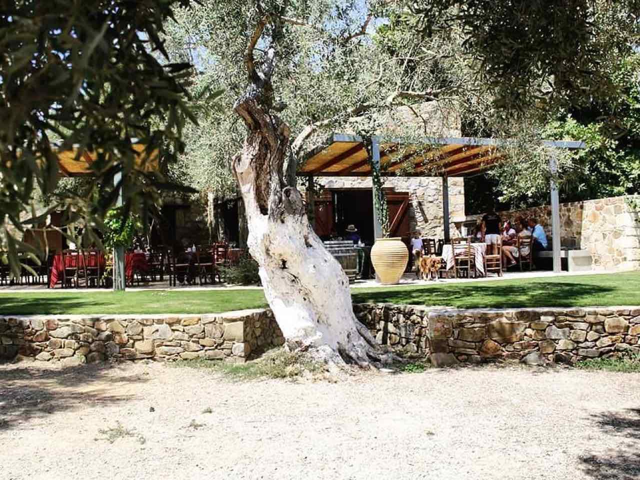 winery tours, wine tasting manousakis winery chania crete, winery visit manousakis winery, bio organic wine chania crete, vineyard tours, bio wine food tasting chania crete, best organic winey crete greece, Organic, boutique winery handcrafted wine, nostos wines chania crete