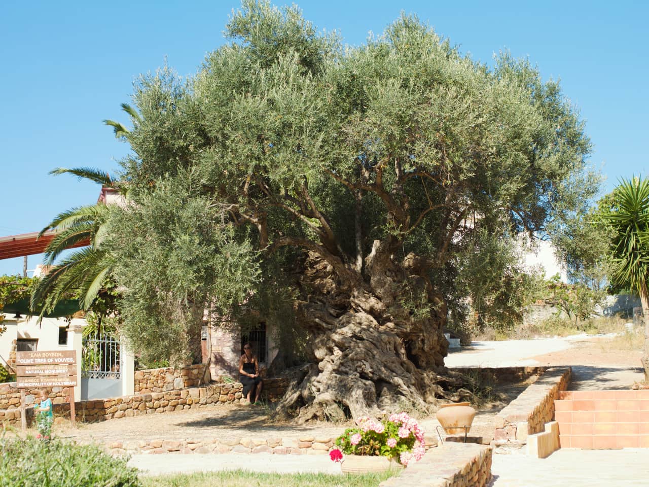 The Olive Tree Museum of Vouves, Monumental Olive Tree of Vouves, Pano Vouves olive museum, West Crete activities, best activities chania crete