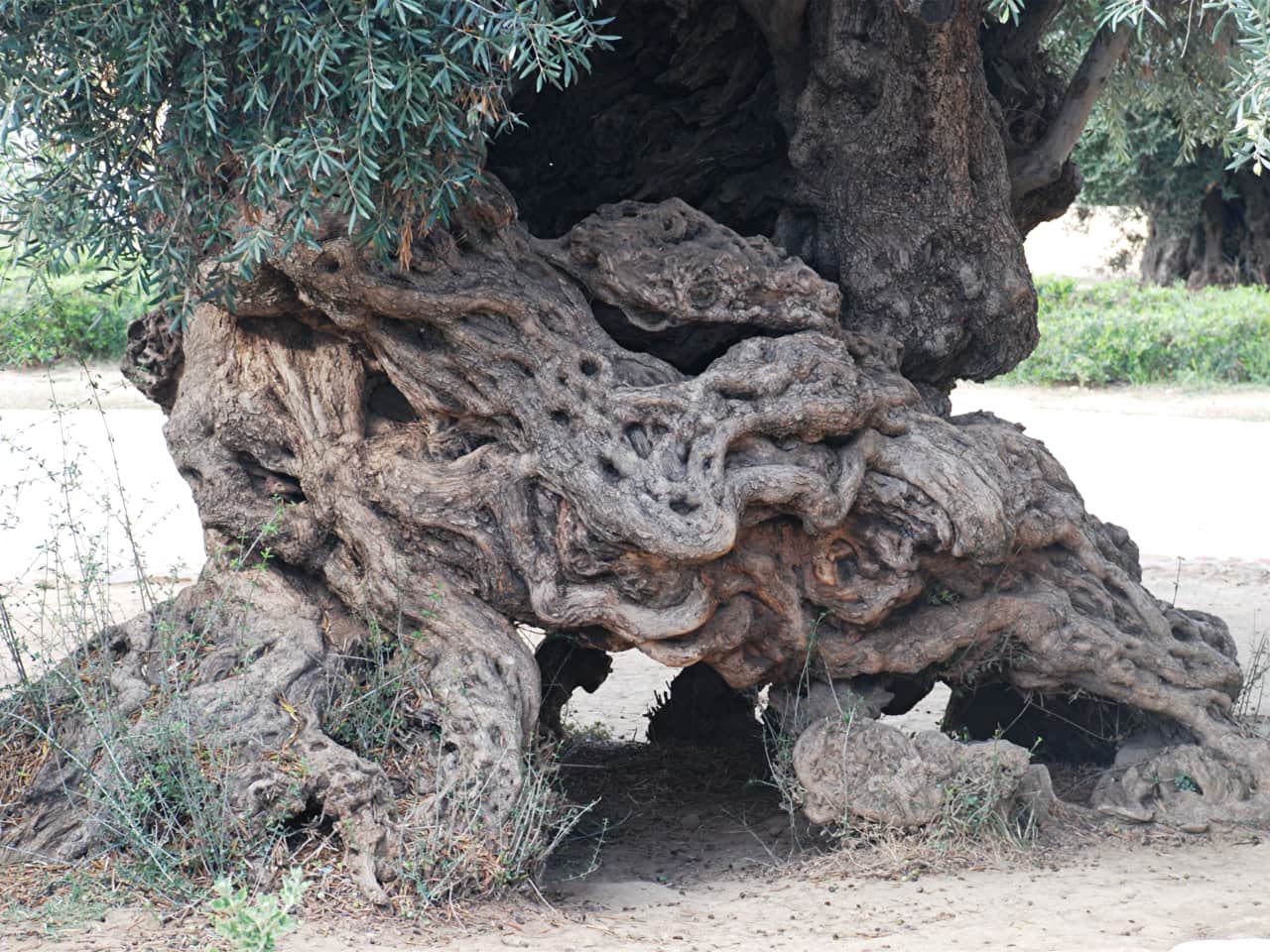 The Olive Tree Museum of Vouves, Monumental Olive Tree of Vouves, Pano Vouves olive museum, West Crete activities, best activities chania crete