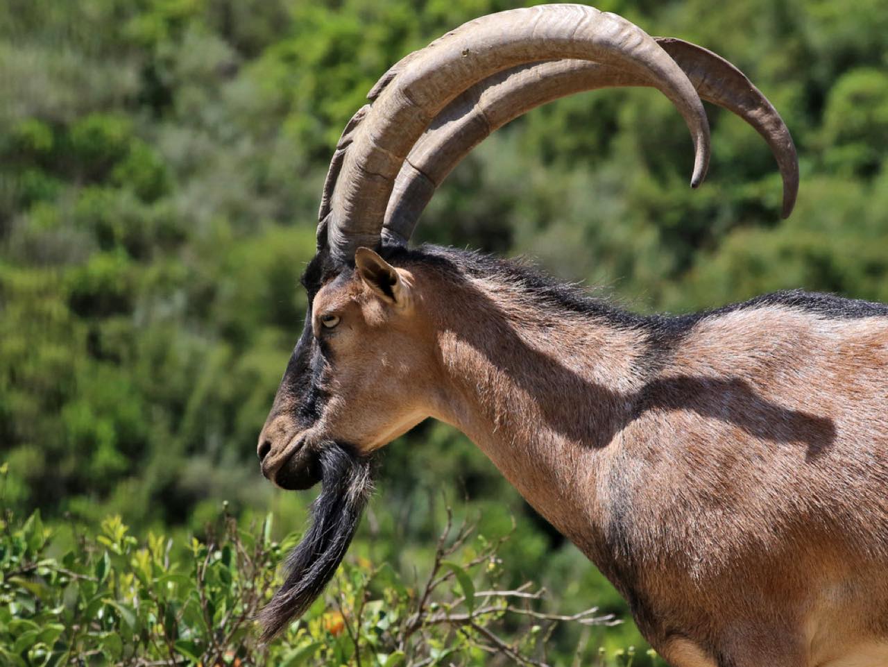 botanical park chania crete, farm animals, endemic herbs, cretan flowers, wild birds, cretan fauna flora, cretan nature