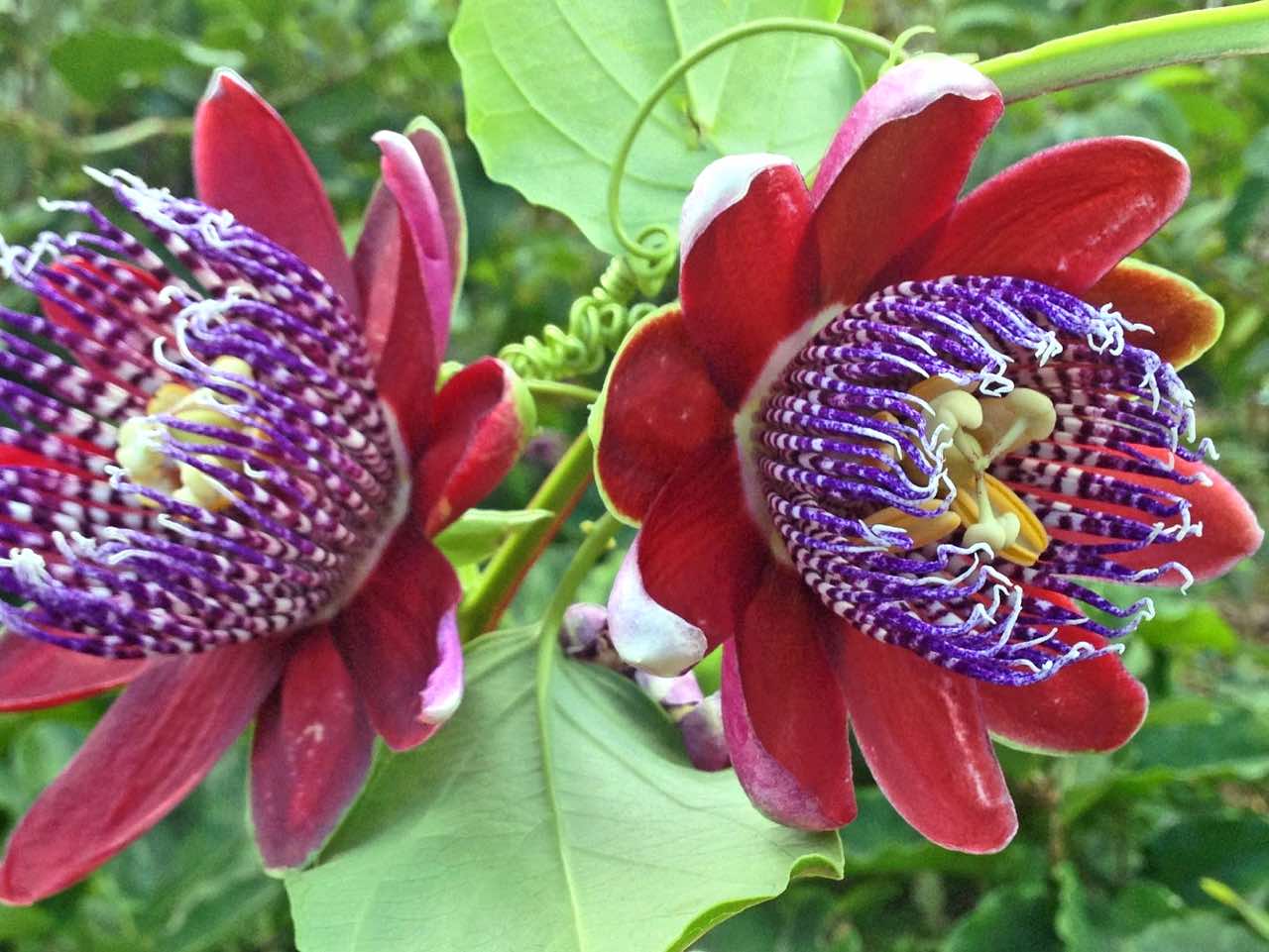 botanical park chania crete, farm animals, endemic herbs, cretan flowers, wild birds, cretan fauna flora, cretan nature