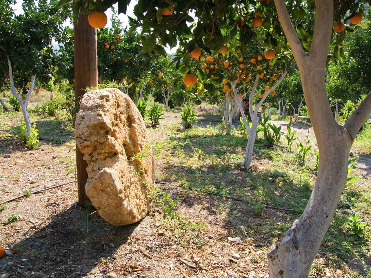 botanical park chania crete, farm animals, endemic herbs, cretan flowers, wild birds, cretan fauna flora, cretan nature