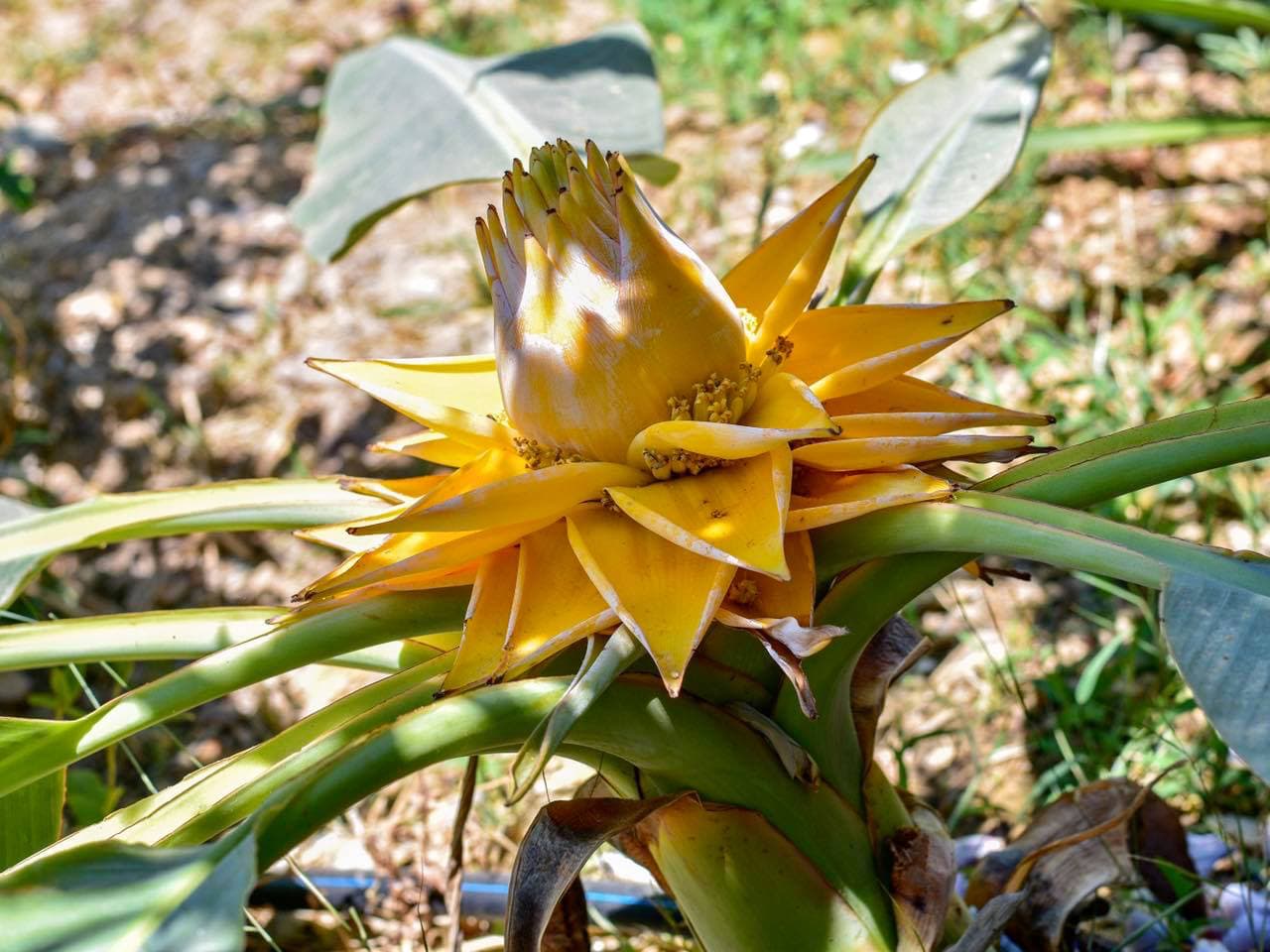 botanical park chania crete, farm animals, endemic herbs, cretan flowers, wild birds, cretan fauna flora, cretan nature