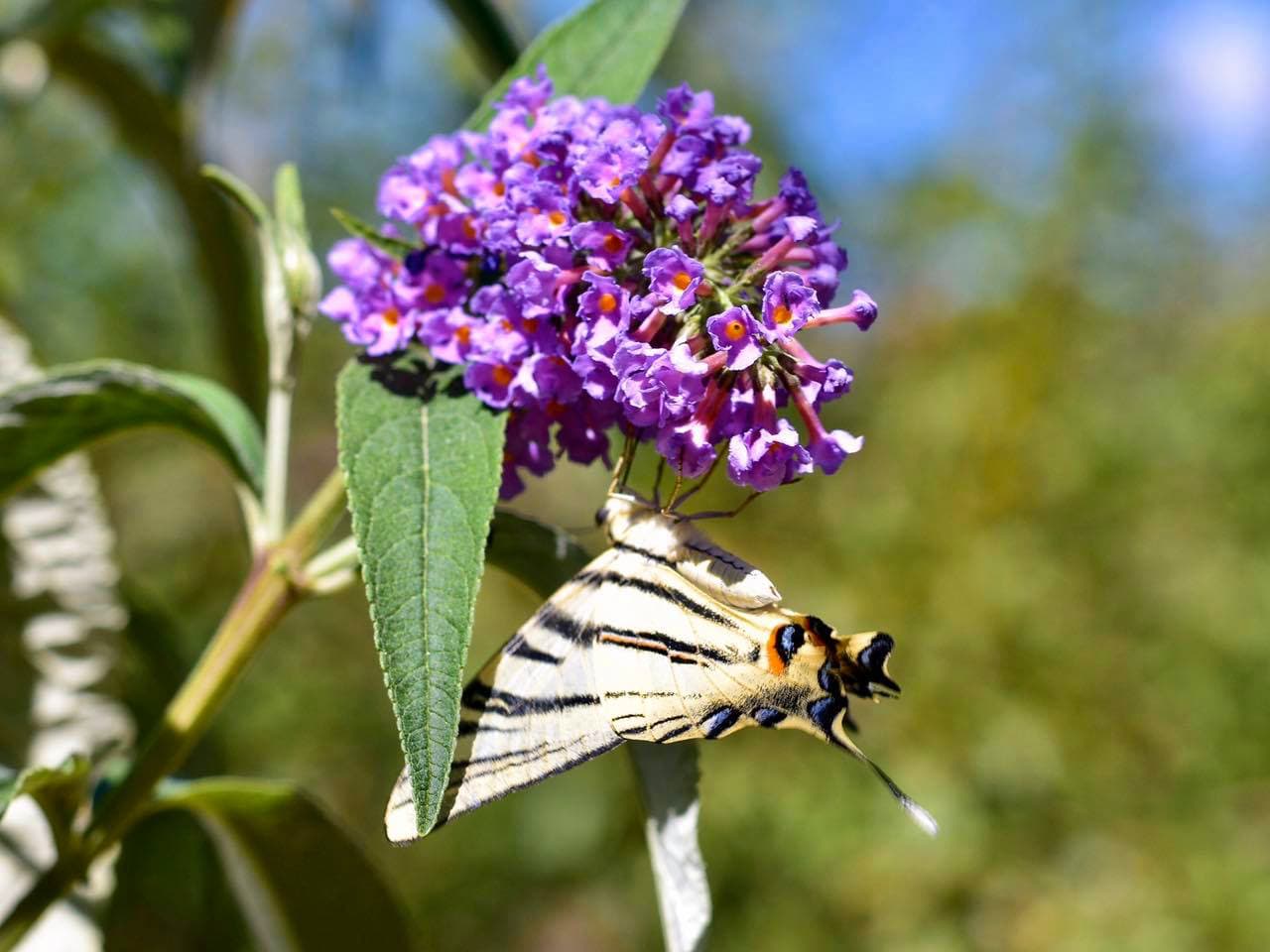 botanical park chania crete, farm animals, endemic herbs, cretan flowers, wild birds, cretan fauna flora, cretan nature