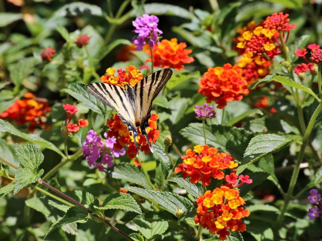 botanical park chania crete, farm animals, endemic herbs, cretan flowers, wild birds, cretan fauna flora, cretan nature