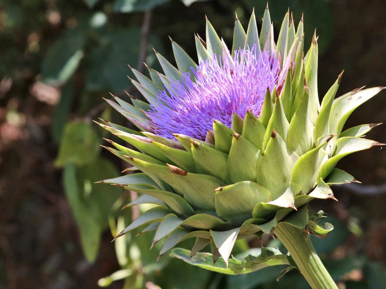 botanical park chania crete, farm animals, endemic herbs, cretan flowers, wild birds, cretan fauna flora, cretan nature