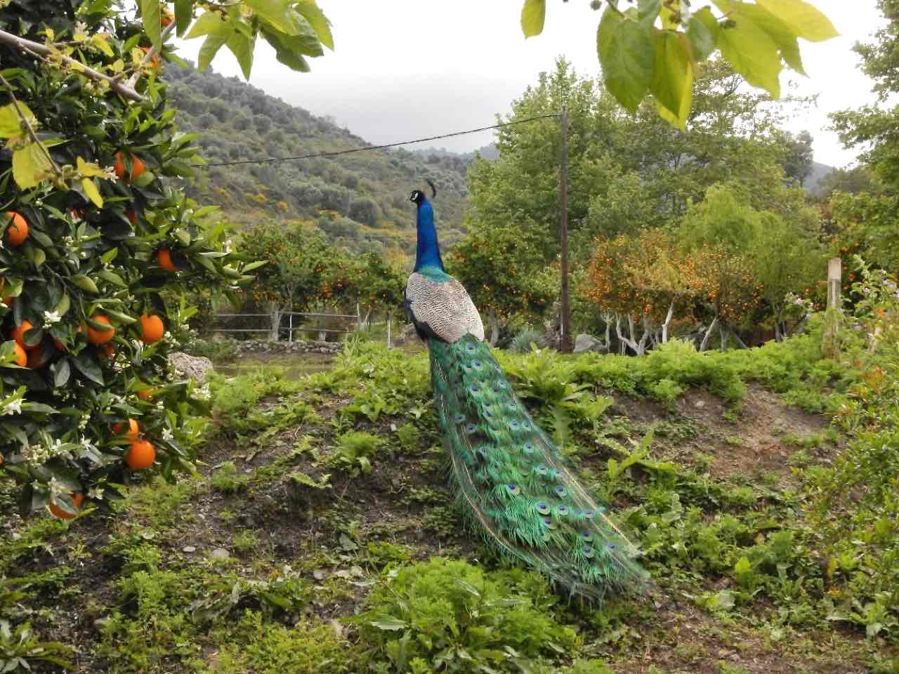 botanical park chania crete, farm animals, endemic herbs, cretan flowers, wild birds, cretan fauna flora, cretan nature