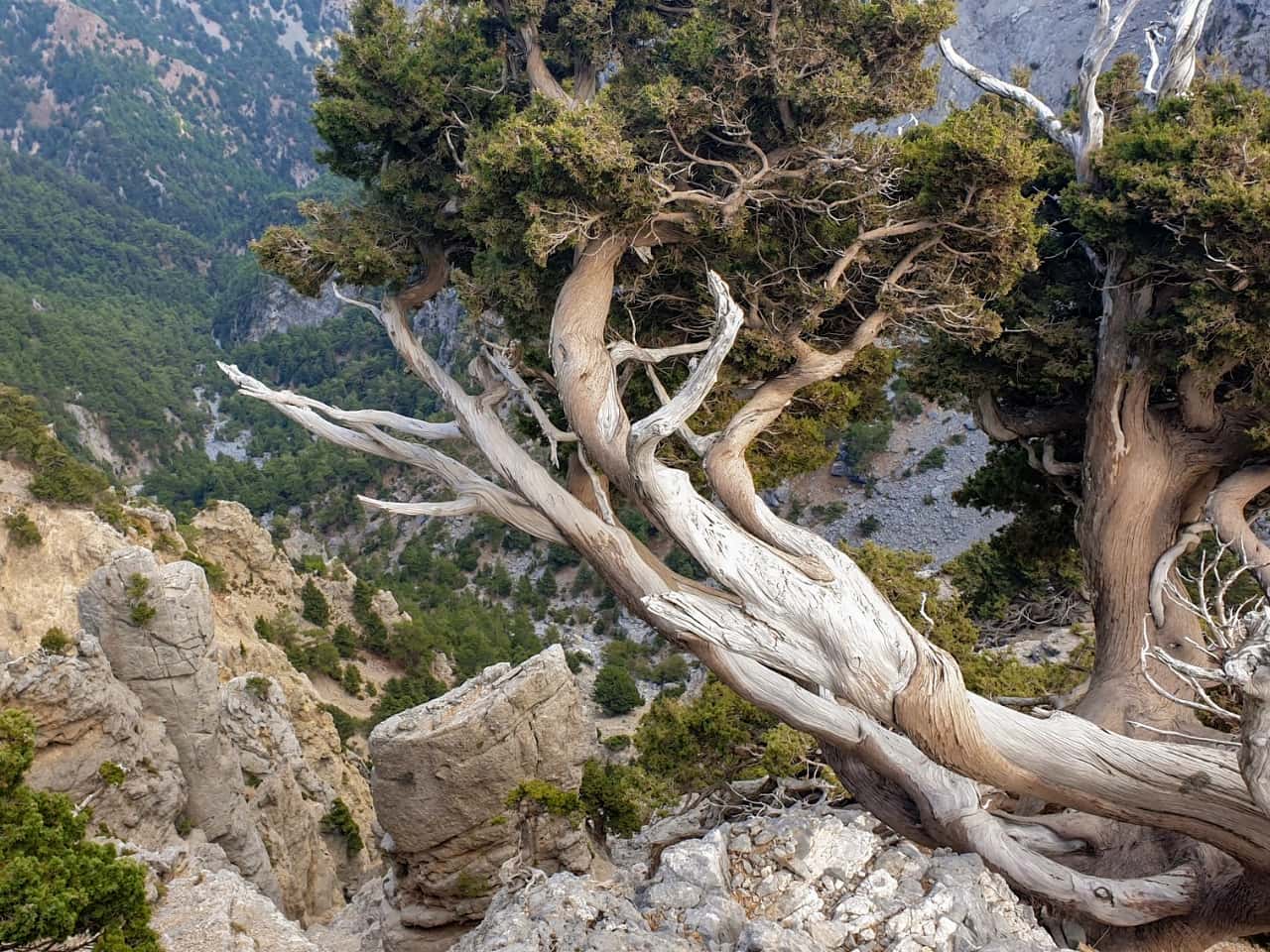 Samaria Small Group Guided Tour, Samaria Gorge Private tour, best guided tour samaria, chania starting samaria gorge tour, samaria gorge small quality tour, best tour for samaria chania, activities chania crete, activities hania crete, samaria gorge hiking trekking