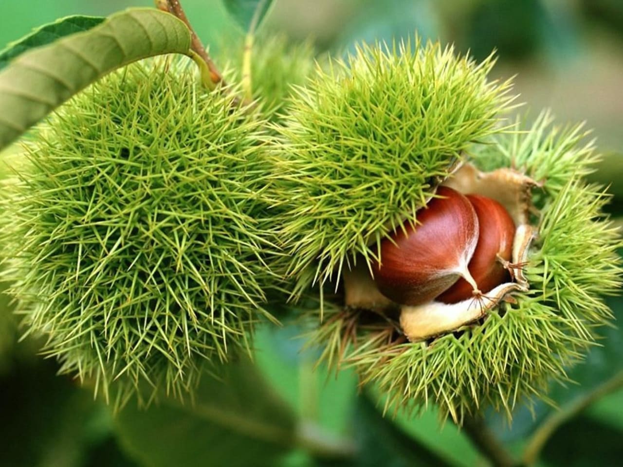 chestnut festival elos chania crete, chestnut festival inachori chania crete, chestnut event celebration chania, chania events, things to do chania, activities chania