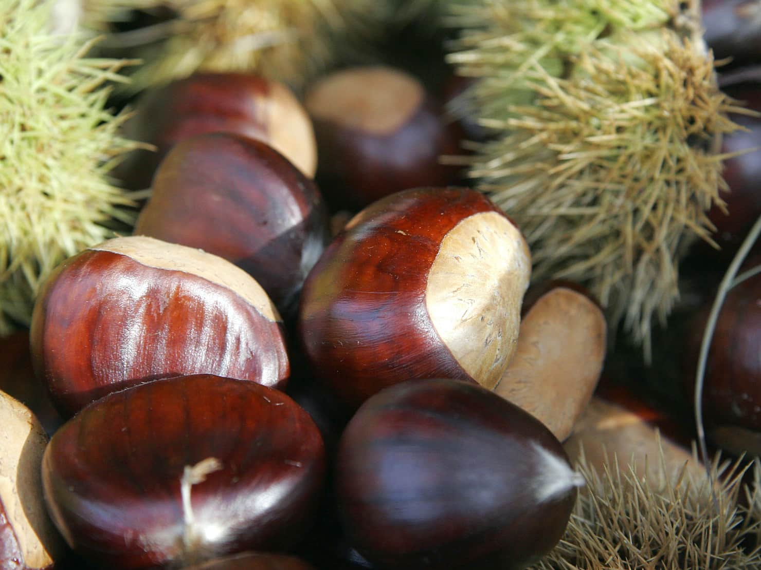 chestnut festival elos chania crete, chestnut festival inachori chania crete, chestnut event celebration chania, chania events, things to do chania, activities chania
