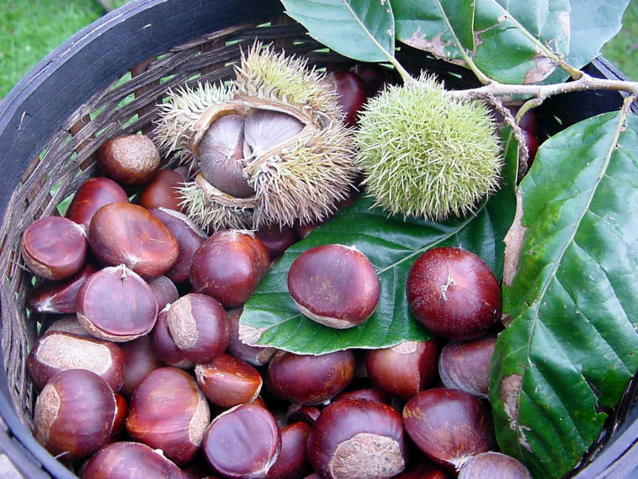 elos village, chestnut festival elos chania crete, activities chania, events chania crete