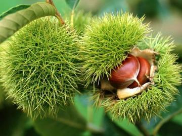 CreteTravel,West Crete,Chestnut Festival Elos